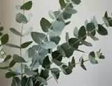 Close-up of fresh eucalyptus branches with silvery green leaves against a soft off-white background.