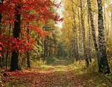 A leaf-covered woodland path between red maples and golden birch trees in soft sunlight