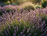 Sunlight bathes a field of lavender with purple blooms and green stems in soft focus background.