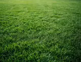 A close-up view of lush vibrant green grass blades with soft sunlight filtering through creating gentle highlights and shadows.