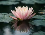A pale pink flower among broad green leaves reflected in dark still pond water