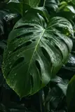 Deep green monstera foliage with water droplets in soft daylight