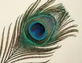 A detailed peacock feather with a blue and green eye pattern against an ivory background