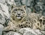 A snow leopard with spotted gray fur resting against pale rugged rocks