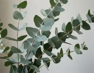Close-up of fresh eucalyptus branches with silvery green leaves against a soft off-white background.