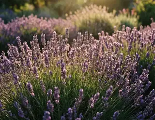 Sunlight bathes a field of lavender with purple blooms and green stems in soft focus background.