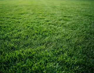 A close-up view of lush vibrant green grass blades with soft sunlight filtering through creating gentle highlights and shadows.