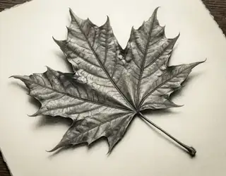 A detailed graphite drawing of a maple leaf with shaded veins on cream artist paper