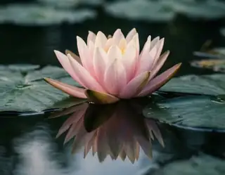 A pale pink flower among broad green leaves reflected in dark still pond water