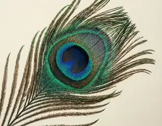 A detailed peacock feather with a blue and green eye pattern against an ivory background
