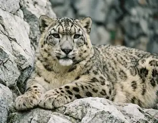 A snow leopard with spotted gray fur resting against pale rugged rocks